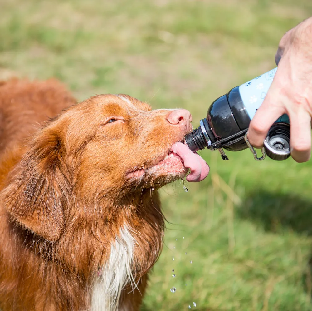 Pet Water Bottle - Silver.