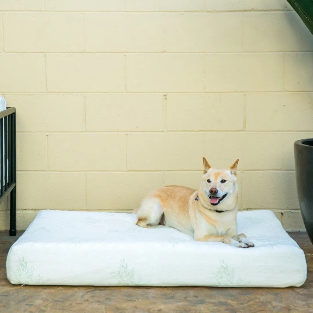 PETIQUE Bamboo Orthopedic Memory Foam Pet Bed - Small/Medium/Large, Sustainable, Non-Toxic, Hypoallergenic, for Dogs/Cats/Other Animals